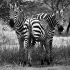 Steppenzebra in Tsavo