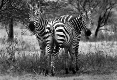 Steppenzebra in Tsavo