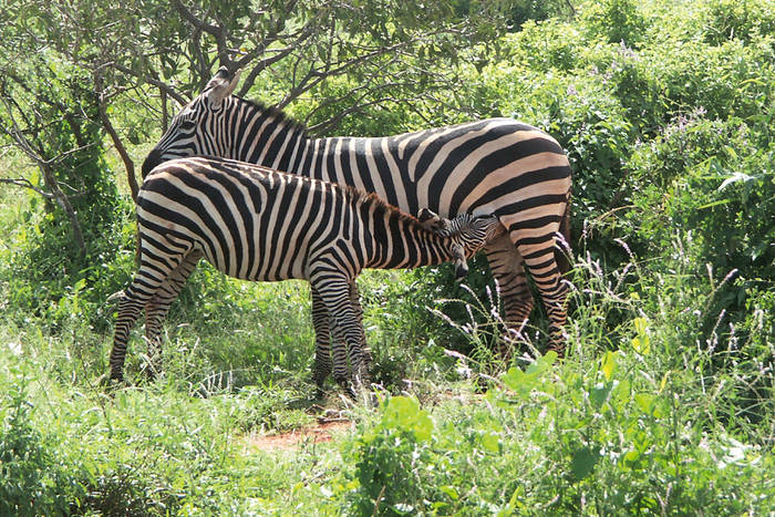 Steppenzebra mit Jungem