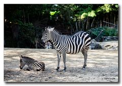 Steppenzebra mit Nachwuchs