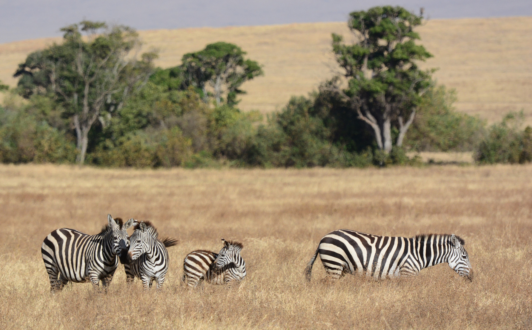 Steppenzebra  -  Ngorongoro Krater