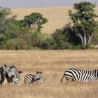 Steppenzebra  -  Ngorongoro Krater