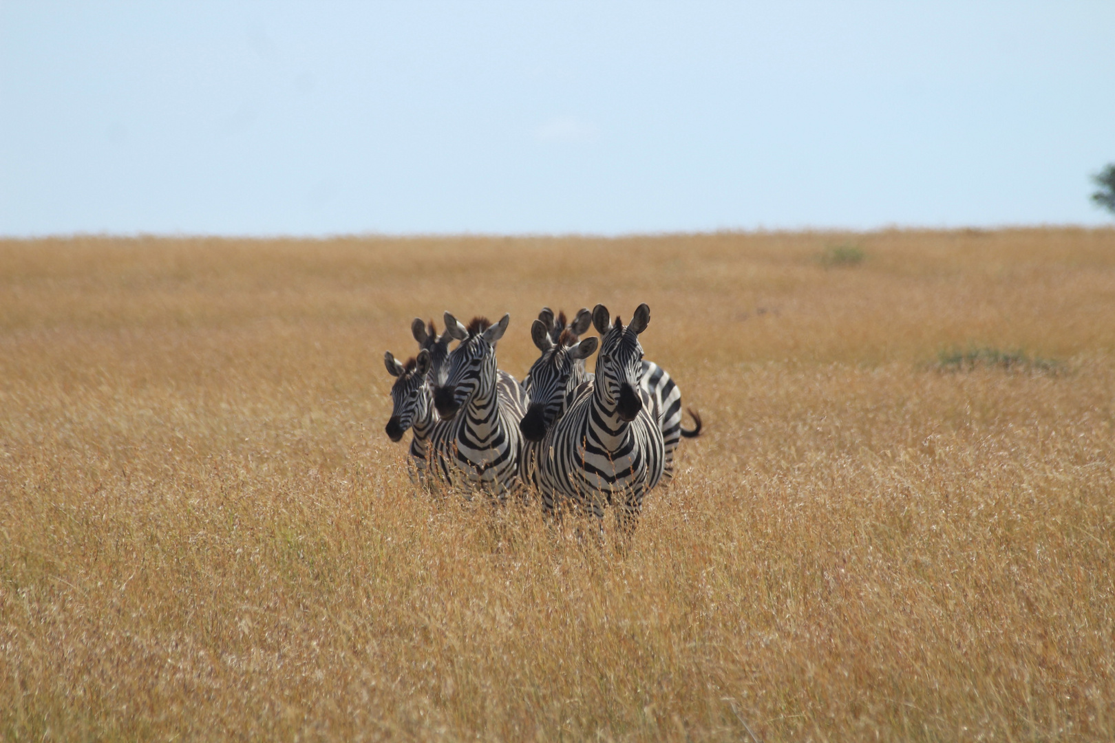 Steppenzebras