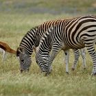 Steppenzebras