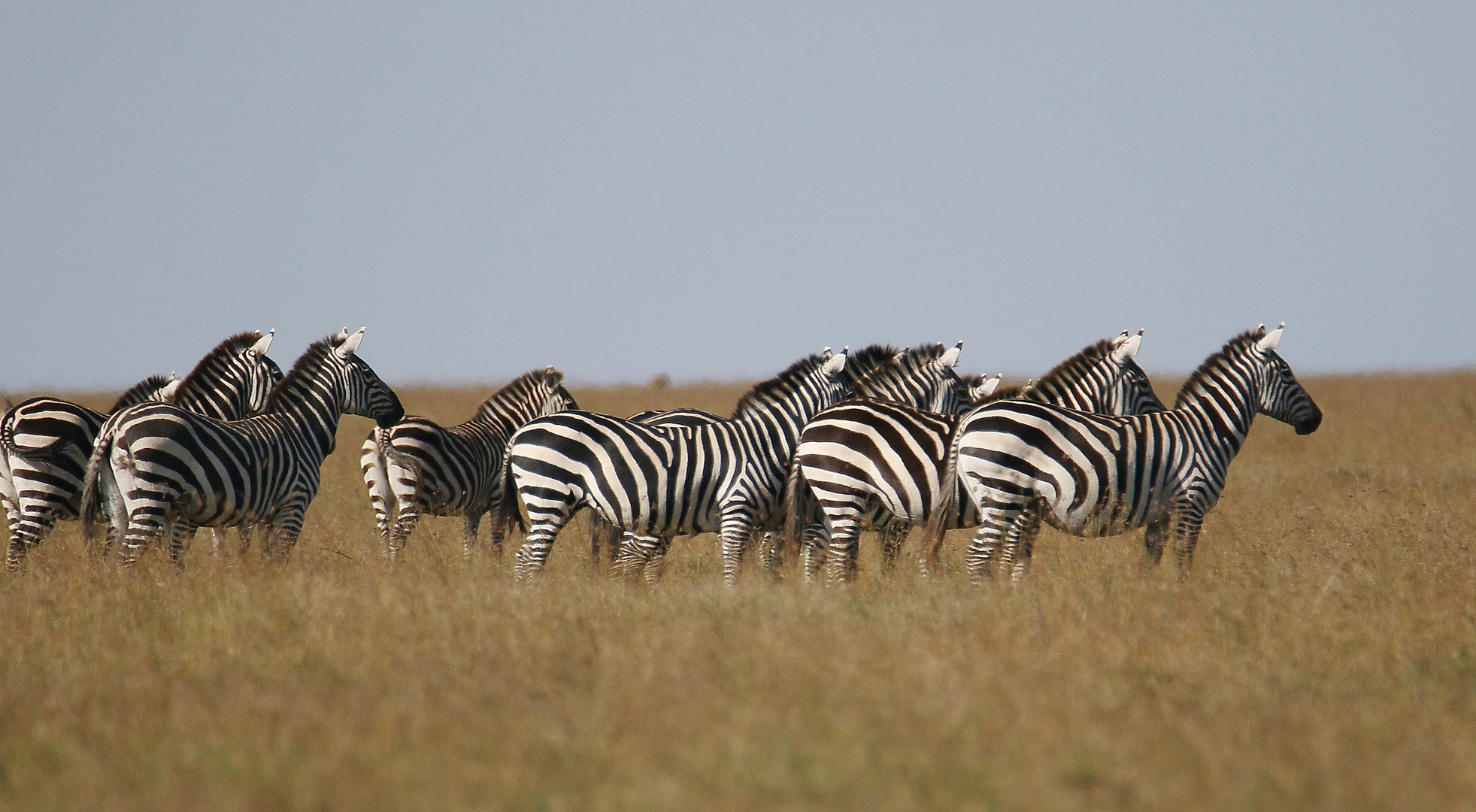 Steppenzebras