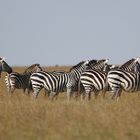 Steppenzebras