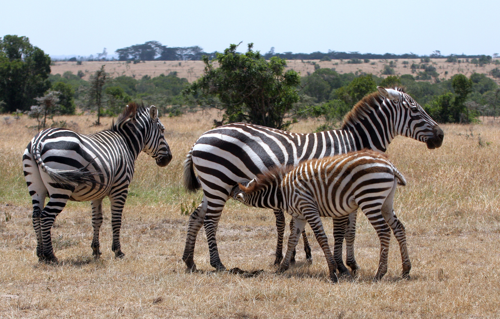 Steppenzebras