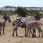 Steppenzebras