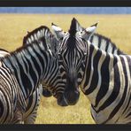 Steppenzebras