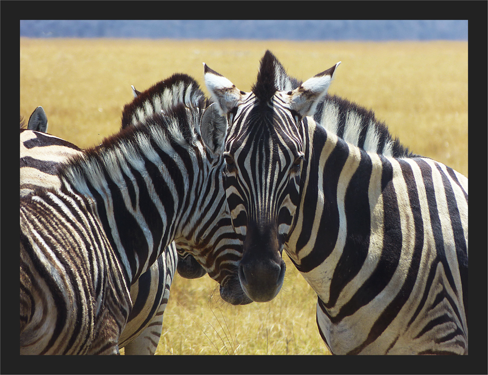 Steppenzebras