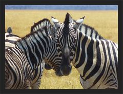 Steppenzebras