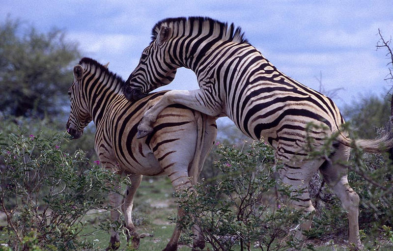 Steppenzebras