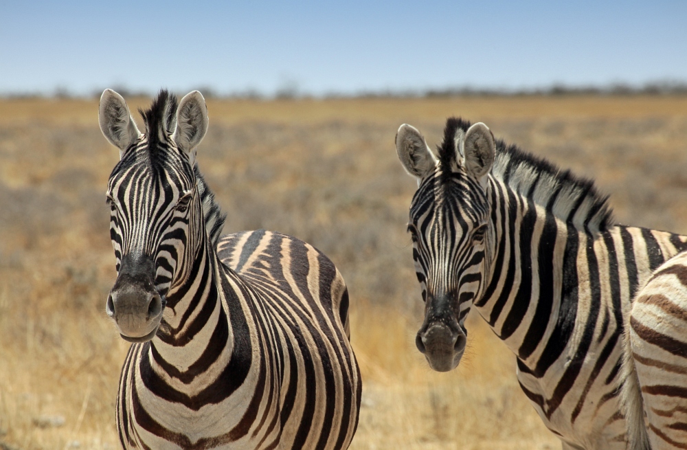 Steppenzebras