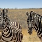 Steppenzebras