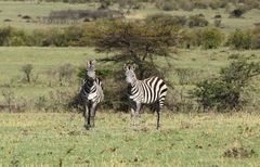 Steppenzebras