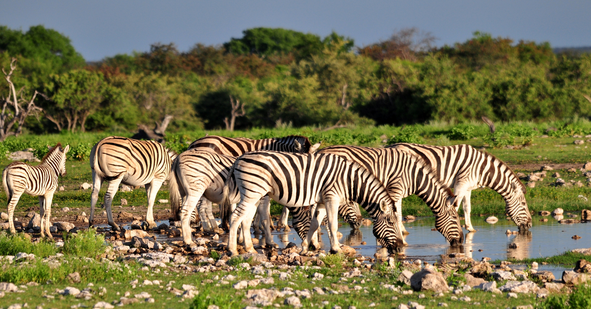 Steppenzebras beim morgendlichen Trinken