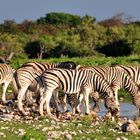 Steppenzebras beim morgendlichen Trinken