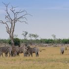 Steppenzebras