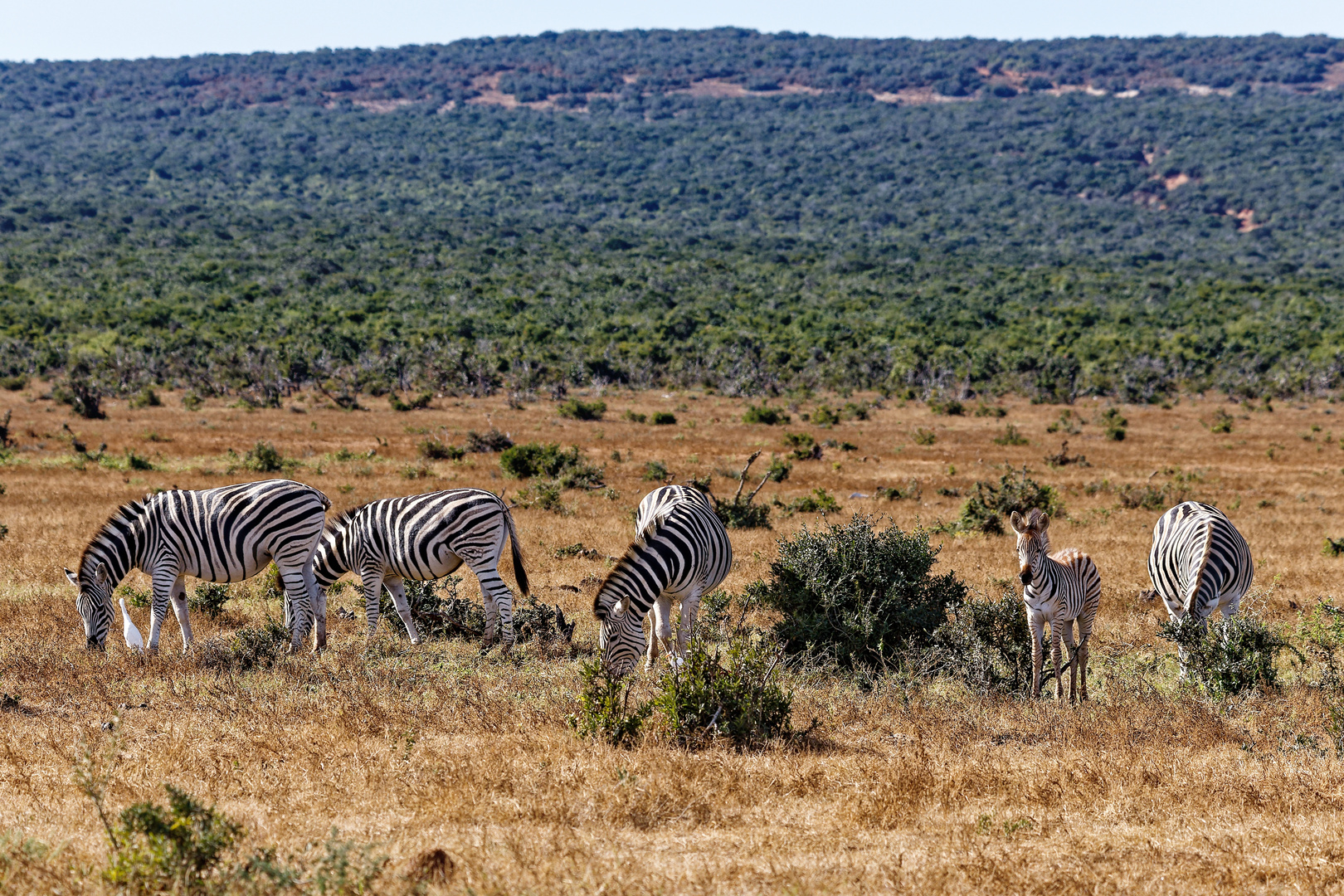 Steppenzebras