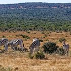 Steppenzebras