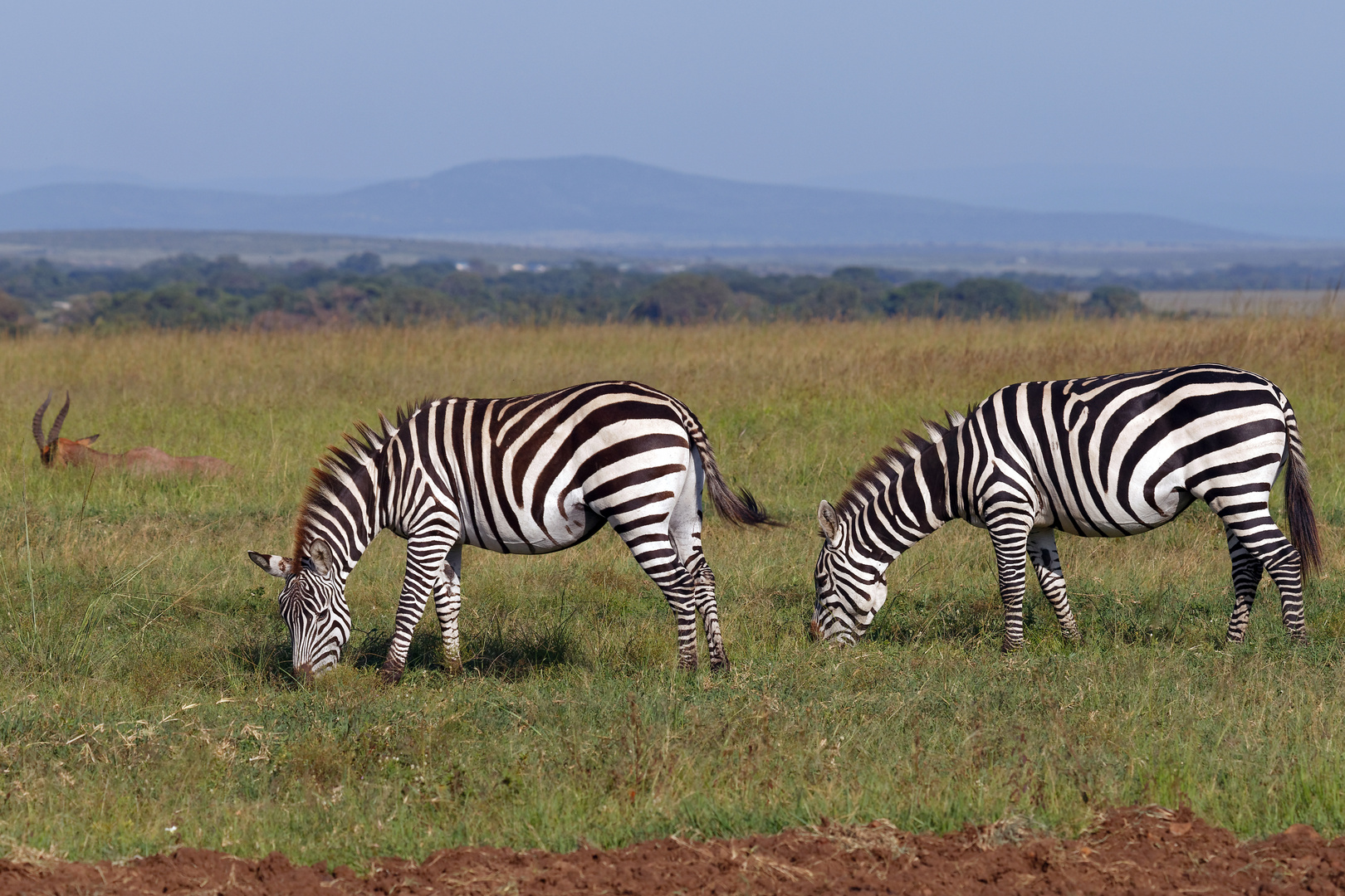 Steppenzebras