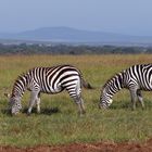 Steppenzebras