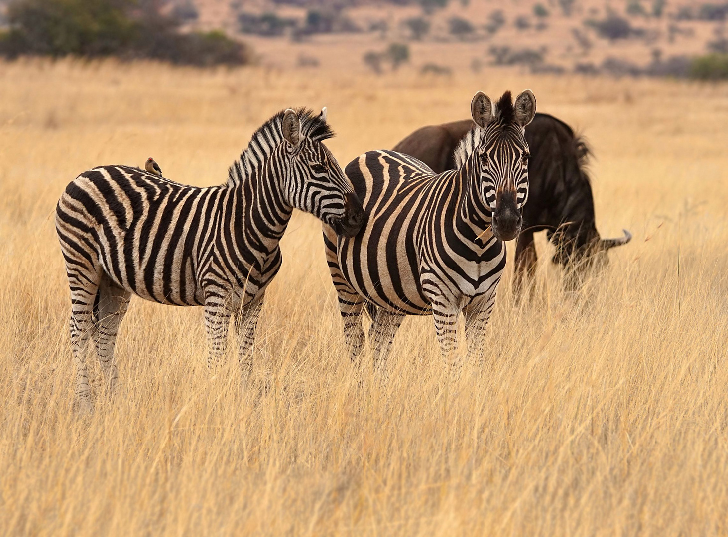 Steppenzebras  (Equus quagga) 