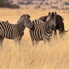 Steppenzebras  (Equus quagga) 