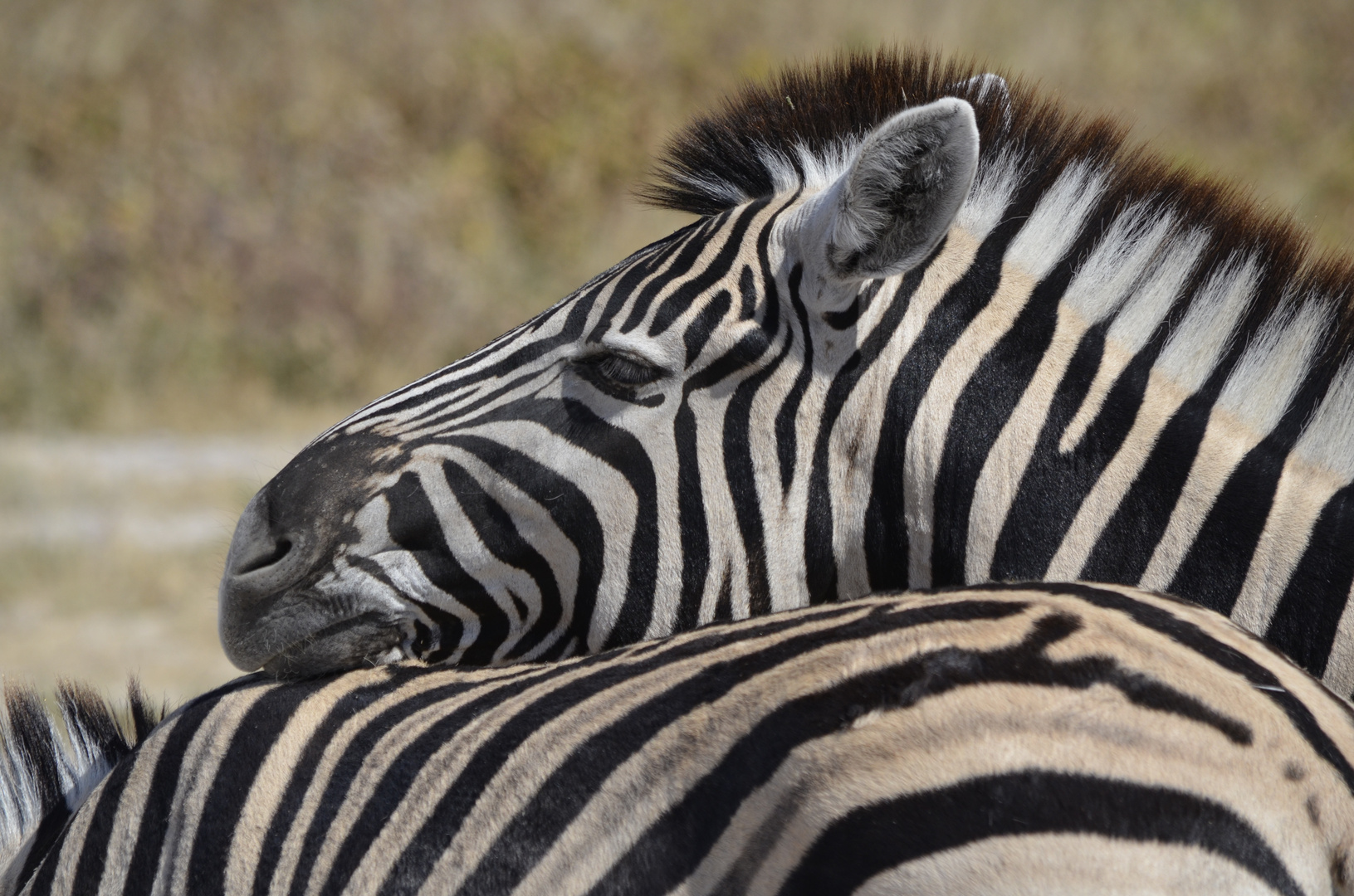 Steppenzebras im Etosha Nationalpark