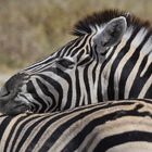 Steppenzebras im Etosha Nationalpark