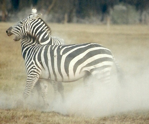 Steppenzebras im Kampf