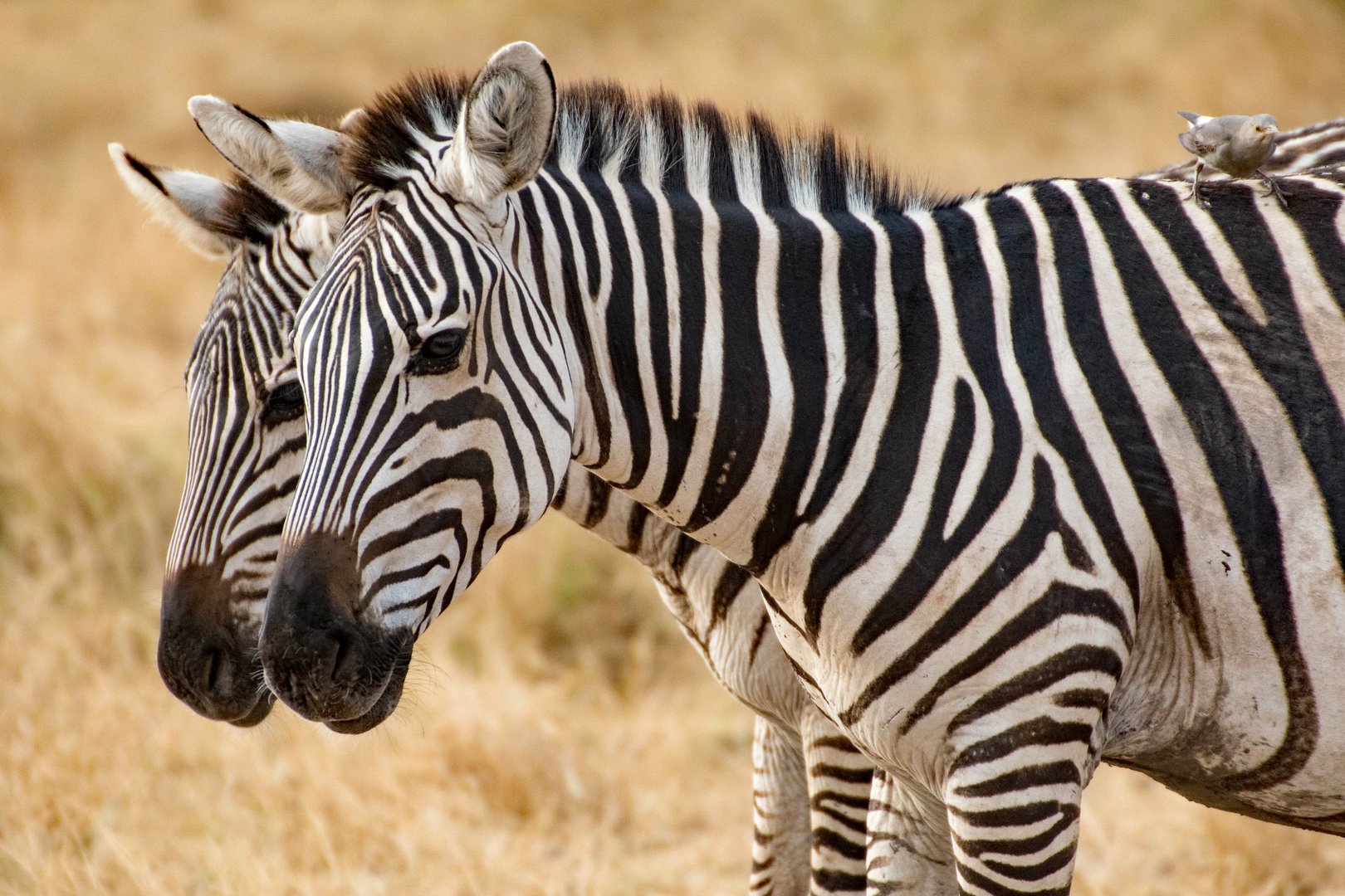 Steppenzebras in Amboseli (Kenia)