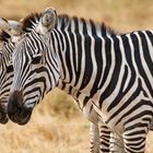 Steppenzebras in Amboseli (Kenia)