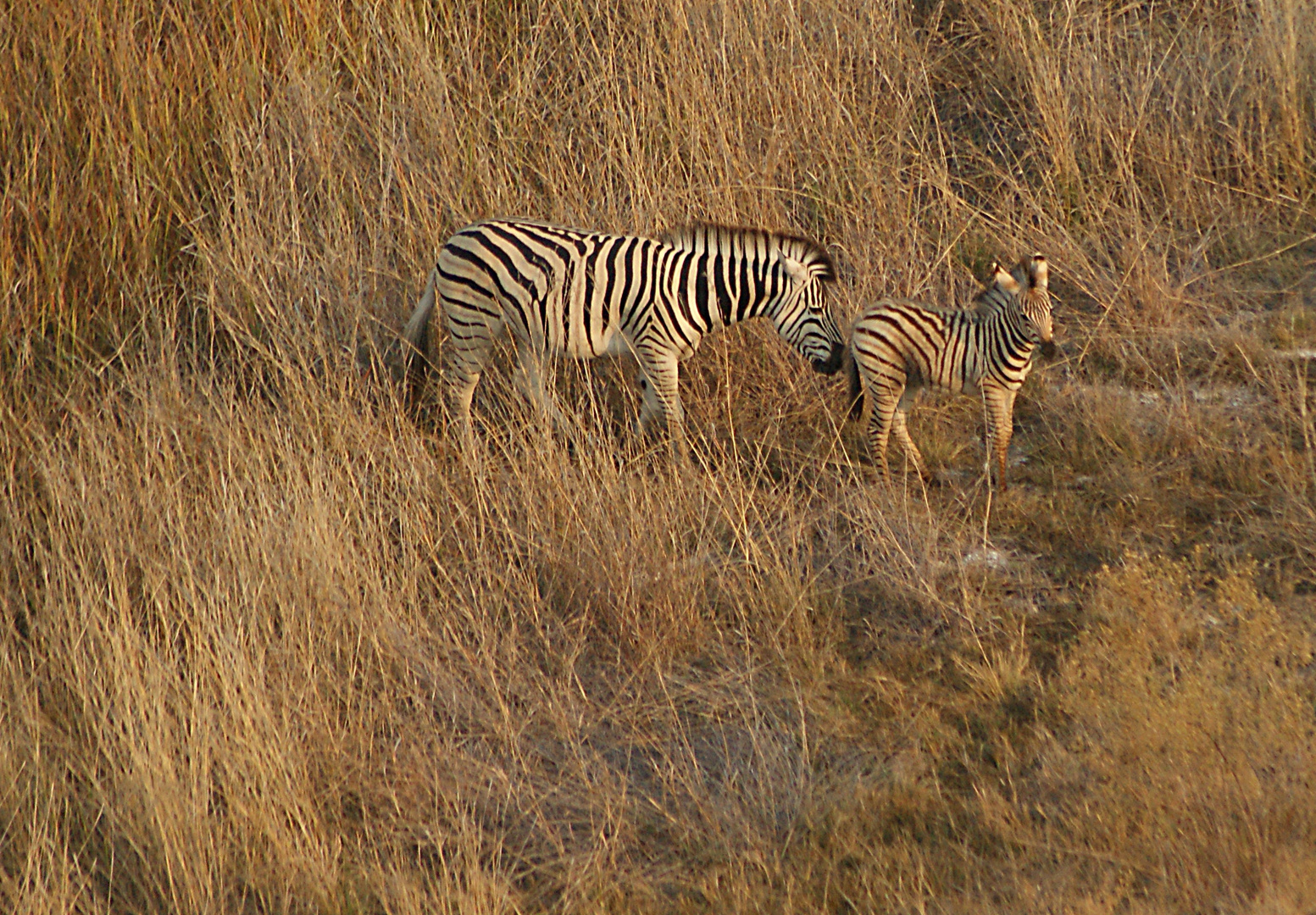 Steppenzebras in der ersten Morgensonne