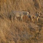 Steppenzebras in der ersten Morgensonne