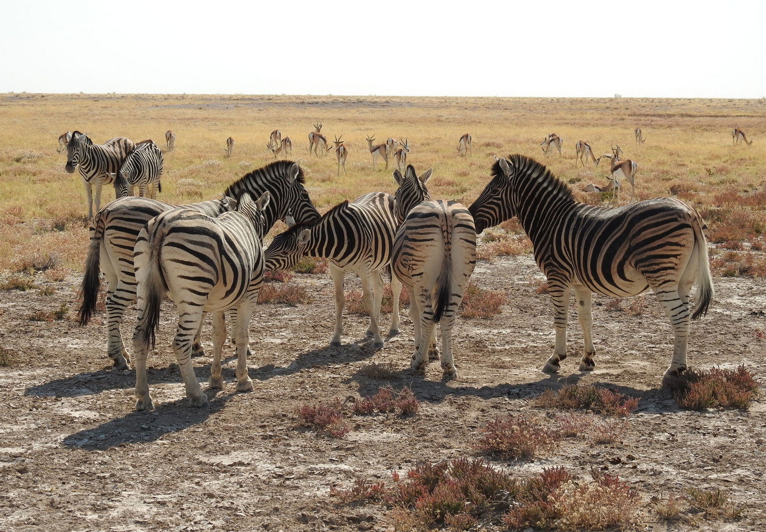 Steppenzebras und Springböcke in der Etoshapfanne in Namibia