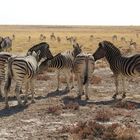 Steppenzebras und Springböcke in der Etoshapfanne in Namibia