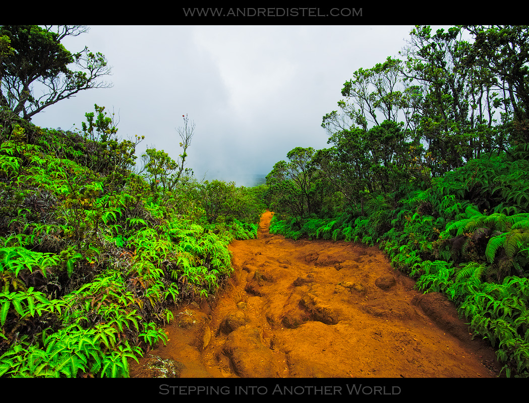 Stepping into another World - Alaka'i Swamp Trail - Kauai, HI