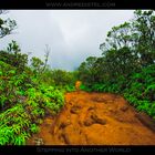 Stepping into another World - Alaka'i Swamp Trail - Kauai, HI