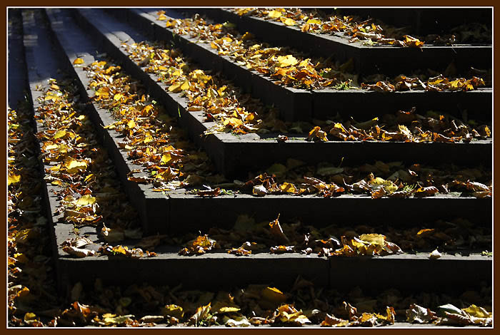 Steps and leaves