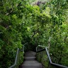 Steps down to the florence falls