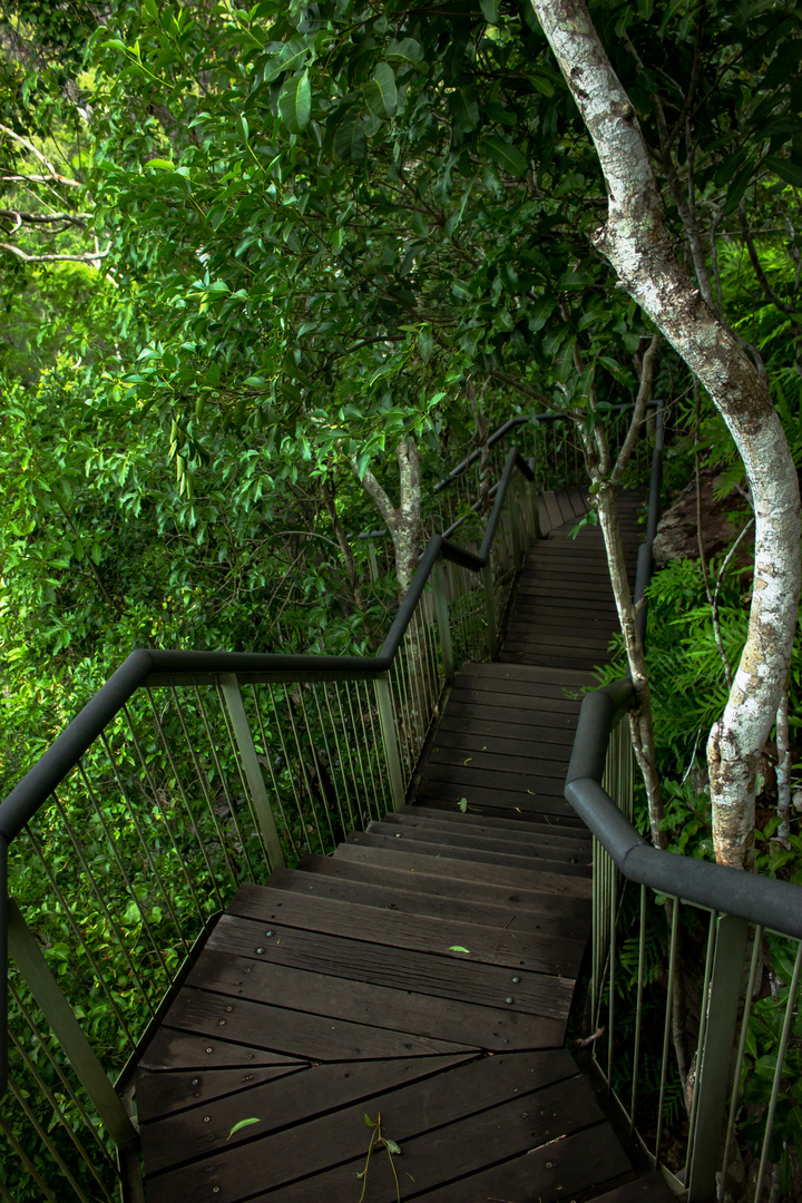 Steps down to the florence falls II