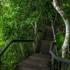 Steps down to the florence falls II