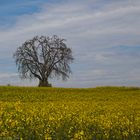 Sterben im Frühling