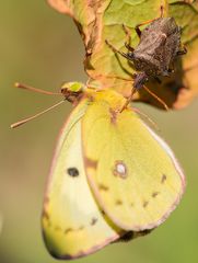 Sterben im Herbstlicht