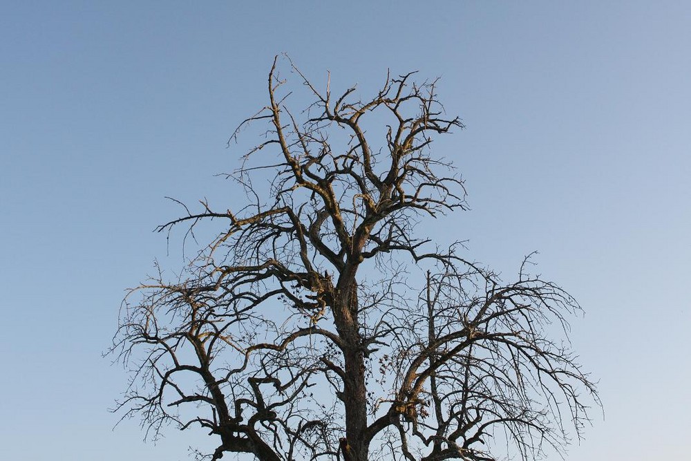 Sterbend dem Himmel entgegen