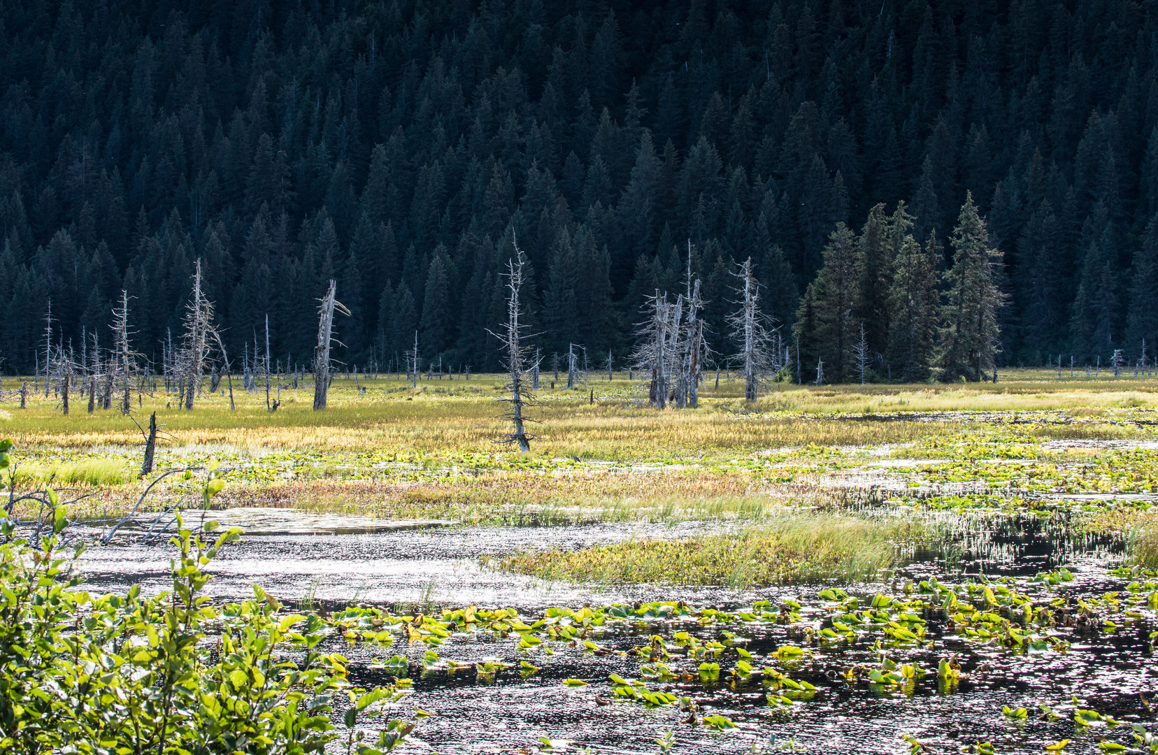 Sterbende Bäume im Überschwemmungsgebiet    DSC_0837