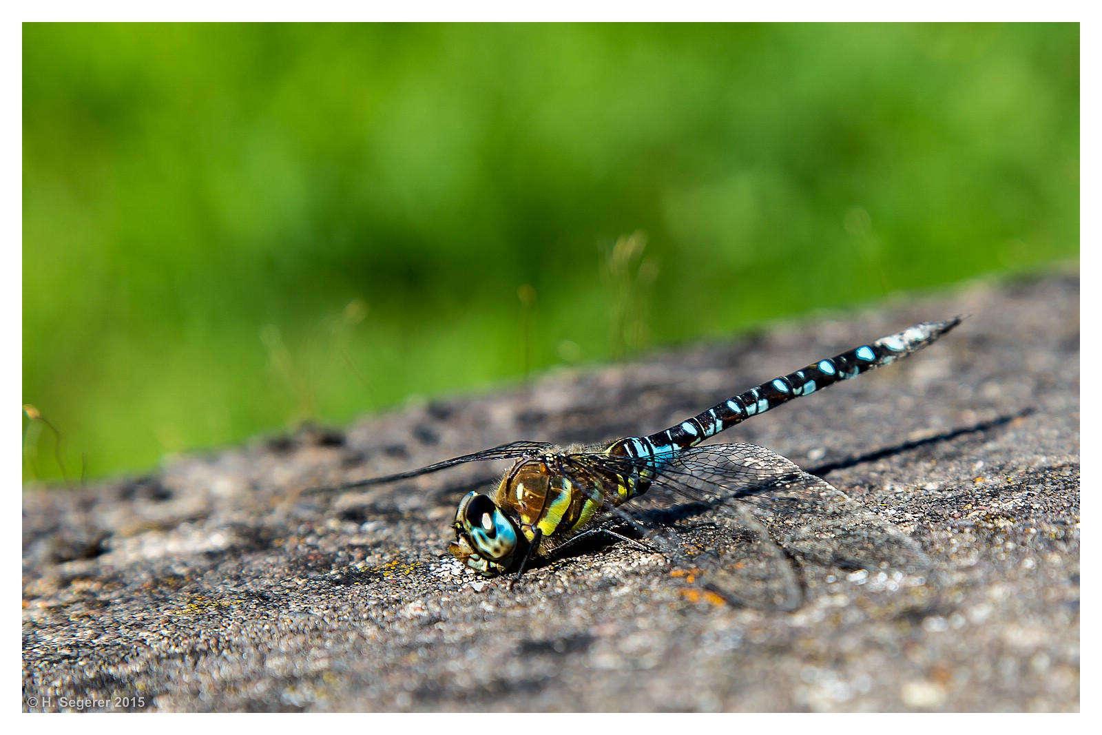 Sterbende Libelle