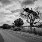 Sterbender Apfelbaum an der Straße