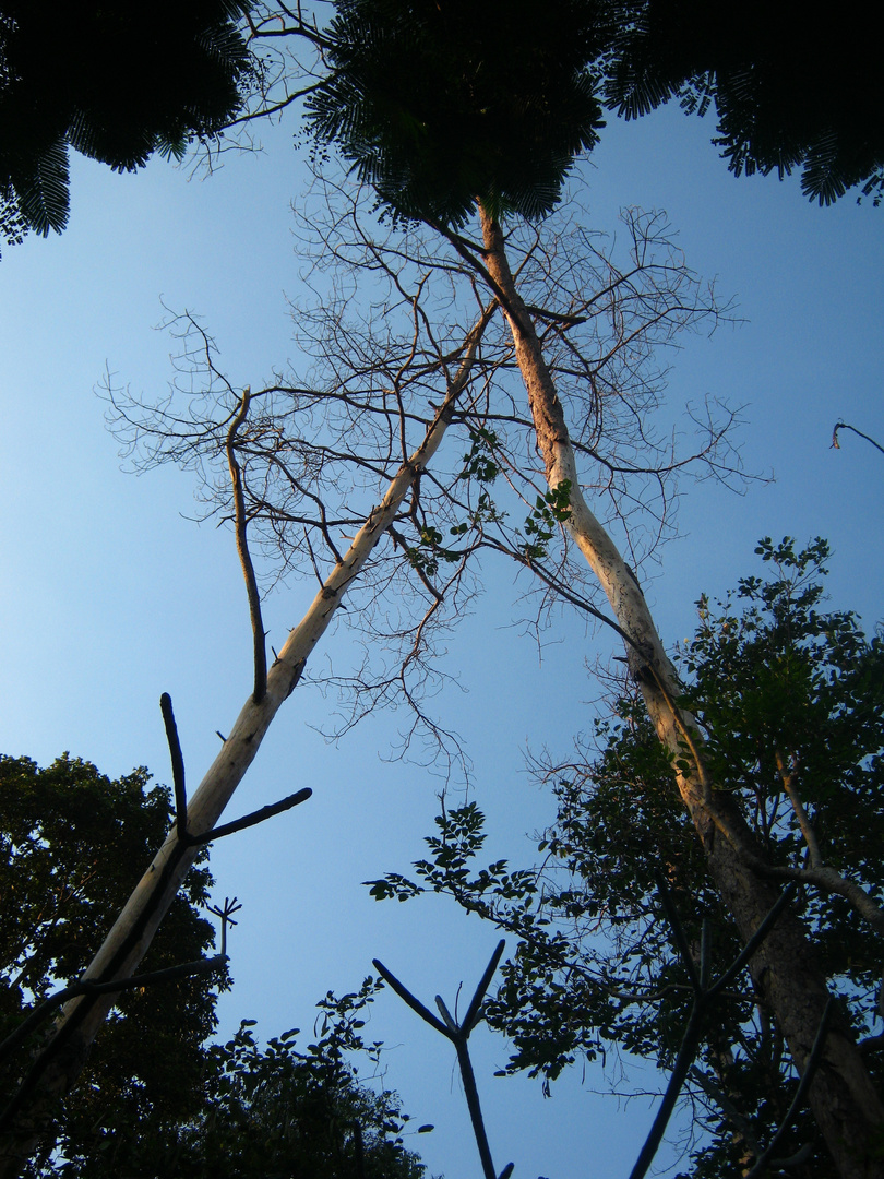 sterbender Baum